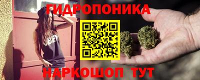 стафф Кингисепп